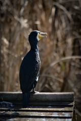 Cormorán, ave, pájaro, fauna, naturaleza, fondo, imagen, negro, vuelo, alas, animal, 