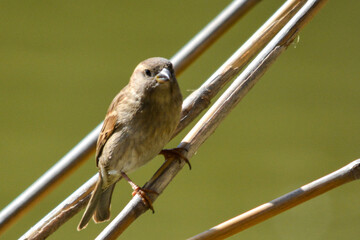 bird on a fence