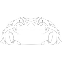 Colorado River Toad of the Colorado River, Bufo alvarius a toad from the Sonoran desert with poisonous toxin hallucinogenic glands frog warty, warts toad tailless, amphibians from the front view conto