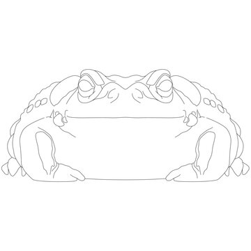 Colorado River Toad of the Colorado River, Bufo alvarius a toad from the Sonoran desert with poisonous toxin hallucinogenic glands frog warty, warts toad tailless, amphibians from the front view conto