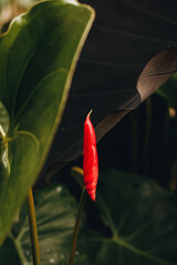 Botão da flor antúrio vermelho entre folhas verdes e roxas escuras