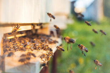 Swarm of honey bees (Apis mellifera) carrying pollen and flying to the landing board of hive in an apiary. Organic BIO farming, animal rights, back to nature concept. Close-up. - obrazy, fototapety, plakaty