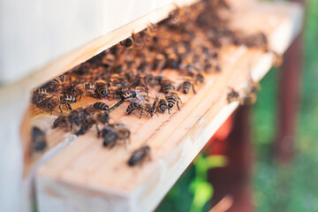 Swarm of honey bees (Apis mellifera) carrying pollen and flying to the landing board of hive in an apiary. Organic BIO farming, animal rights, back to nature concept. Close-up.