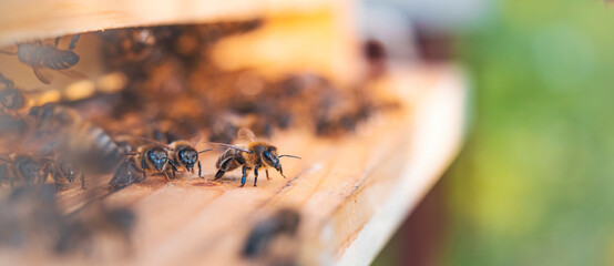 Swarm of honey bees (Apis mellifera) carrying pollen and flying to the landing board of hive in an apiary. Organic BIO farming, animal rights, back to nature concept. Close-up.