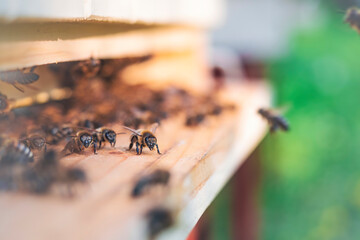 Swarm of honey bees (Apis mellifera) carrying pollen and flying to the landing board of hive in an apiary. Organic BIO farming, animal rights, back to nature concept. Close-up. - obrazy, fototapety, plakaty