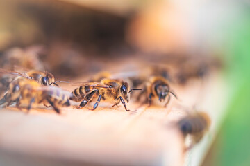 Swarm of honey bees (Apis mellifera) carrying pollen and flying to the landing board of hive in an apiary. Organic BIO farming, animal rights, back to nature concept. Close-up.