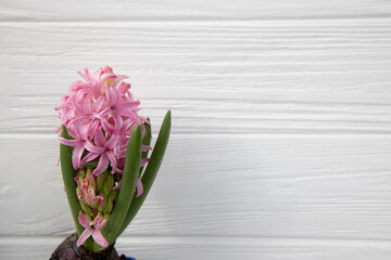 Pink hyacinth flower in water drops on a white wooden background. Spring background. Front view