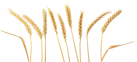 wheat ears isolated on white. png format, transparent background. - obrazy, fototapety, plakaty