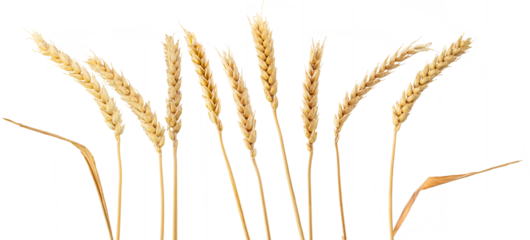 wheat ears isolated on white. png format, transparent background.