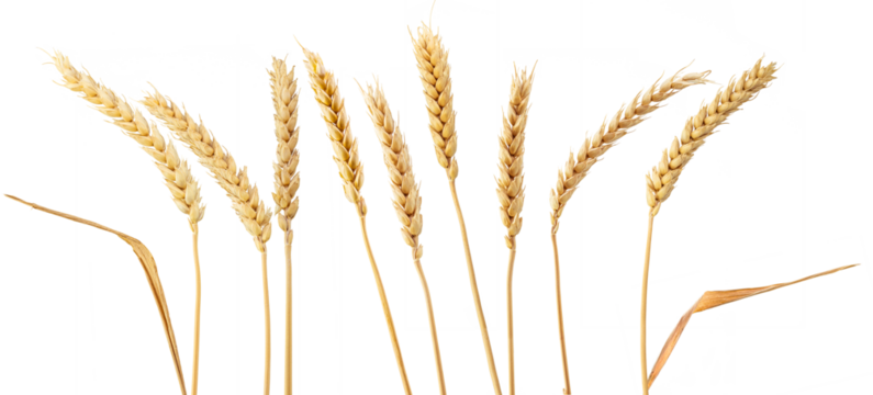 wheat ears isolated on white. png format, transparent background.