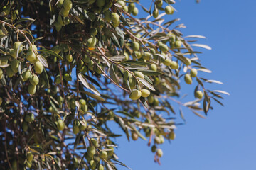 Close up on olive tree on a farm in Cyprus island country