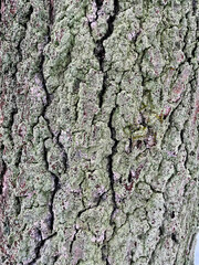 photo of the bark of a linden tree in winter