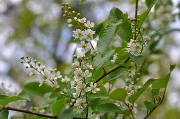 Branch of a blossoming  bird cherry tree ' Prunus padus' in spring time. 