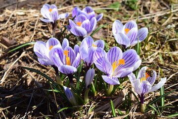 Purple and white striped pickwick field crocus and bee. Beautiful floral background bokeh effect.