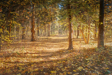 Fototapeta na wymiar Footpath in fall park with gold fallen leaves. Sunny day in autumn forest at national park. Footpath in forest. Scenic fall landscape of footpath through the park.