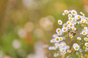 Wild field flowers, autumn daisies in the forest. Background, selective focus