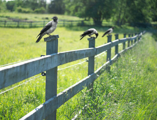 Three crows on wooden fence