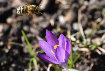 Selbstklebende Fototapeten Biene fliegt zu einer Krokusblüte © christiane65
