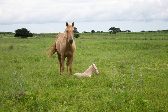 Filhote cavalo, poldo claro de olhos azuis rec&eacute;m nascido com sua m&atilde;e