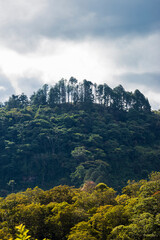 Mountainous landscape with pine trees in the background. Santander, Colombia.