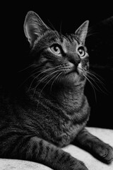 Fototapeta na wymiar black and white cat portrait