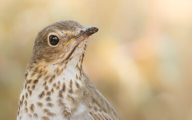 close up of a thrush