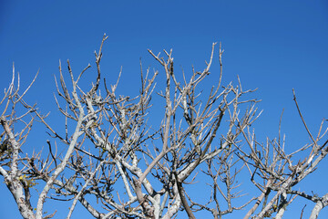 Bare Tree Branches under Blue Southern California Winter Sky