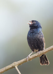 grassquit singing on a branch