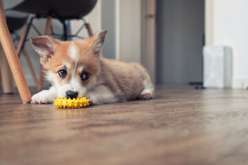 adorable little puppy welsh corgi pembroke laying on the floor and play with toy