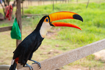 side view photo of toucan in wildlife outside. toucan in wildlife outdoor. toucan in wildlife.