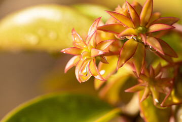 Ora-pro-nobis, beautiful flower of a plant called Ora-pro-nobis just after the rain in Brazil, selective focus.