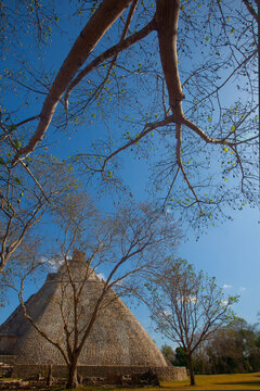 Uxmal pyramid of the Magician near the cotton tree in , Yucatan, Mexico © Alexandra Lande