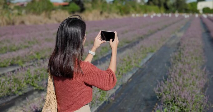 Woman take photo on cellphone in Chinese Mesona flower field