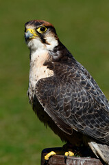 Peregrine Falcon close up 