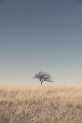 Obraz na płótnie Canvas A lone tree in a dry grass field against a clear blue sky on a sunny day.