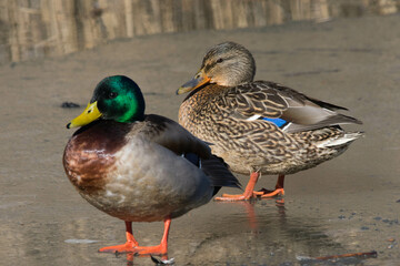 A mated pair of mallard ducks standing on an icy marsh.