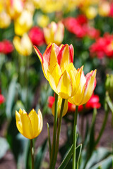 Fototapeta premium Tulips in park in spring. Flowers in garden in springtime.
