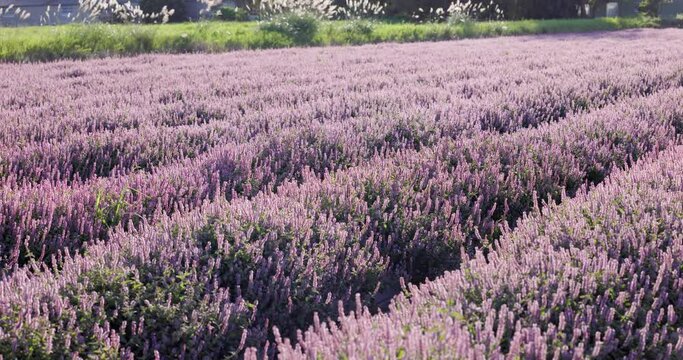Chinese Mesona flower field in Taoyuan Yangmei District