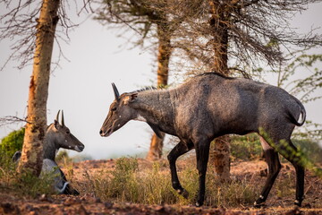 Two nilgai antelopes close to Ranthambore National park in India. Wildlife photography of Boselaphus tragocamelus, also called blue bulls, in their native environment,semi-arid landscape of Rajasthan.