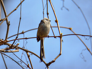 The long-tailed tit (Aegithalos caudatus) - white-brown-black small bird with long tail