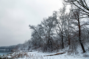 Obraz na płótnie Canvas Scenic snowy trees on the bank of the river in a winter atmosphere after a snowfall. The fallen trees on the riverside at background of a winter forest.