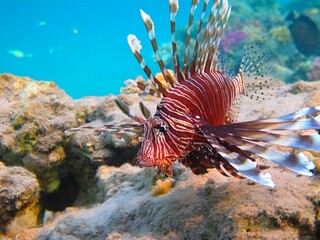 Naklejka na ściany i meble Predator lionfish in the sea, underwater photo. Tropical reef and venomous red fish. Snorkeling on the coral reef with colorful marine wildlife. Aquatic animal, corals and sea.