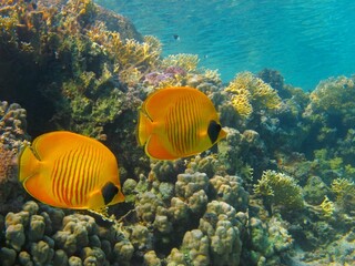 Pair of tropical yellow orange fish, swimming on the coral reef. Healthy underwater ecosystem in...