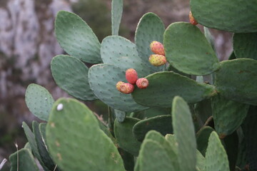 Red fruits at Opuntia ficus-indica, Italy