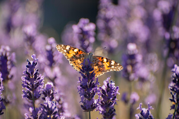 Blooming Lavender Flowers in Provence Field Under Sunset. Soft Focused Purple Lavender Flowers. Summer Scene Background.