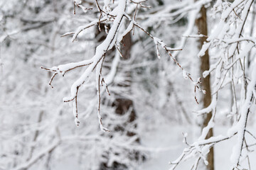 Tree branches covered with snow in park or forest in winter
