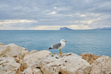 Fototapeta na wymiar Yellow legged Gull, larus michahellis. Calpe,Spain
