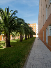Palmeras en jard&iacute;n de un barrio residencial.
