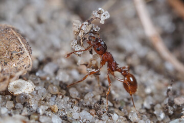 eine europäische feuerameise trägt einen haufen steine, myrmica rubra