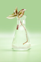 fresh natural plant in a chemistry jar isolated over green background, natural cosmetics or biochemistry concept